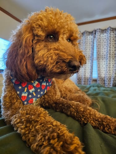 Customer photo review of Fourth of July Firecracker Dog Bandana