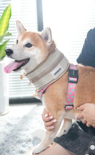 Customer photo review of Reusable Cooling Collar for Dogs Protecting Skin from Frostbite