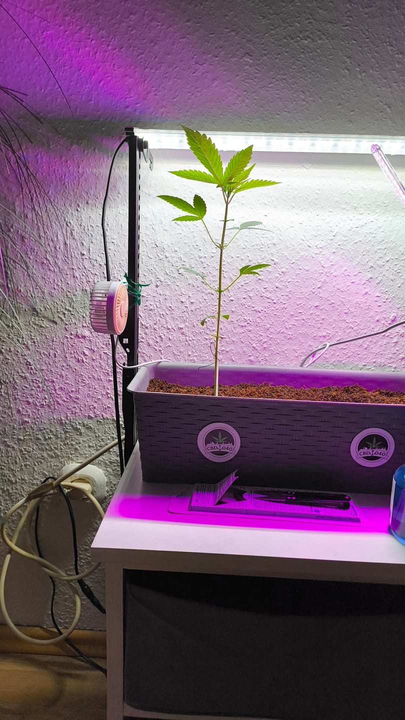 Customer photo review of Doja OG Kush Cali Weed Cannabissamen - Feminisierte Autoflower / Automatic Indica - Cali Weed