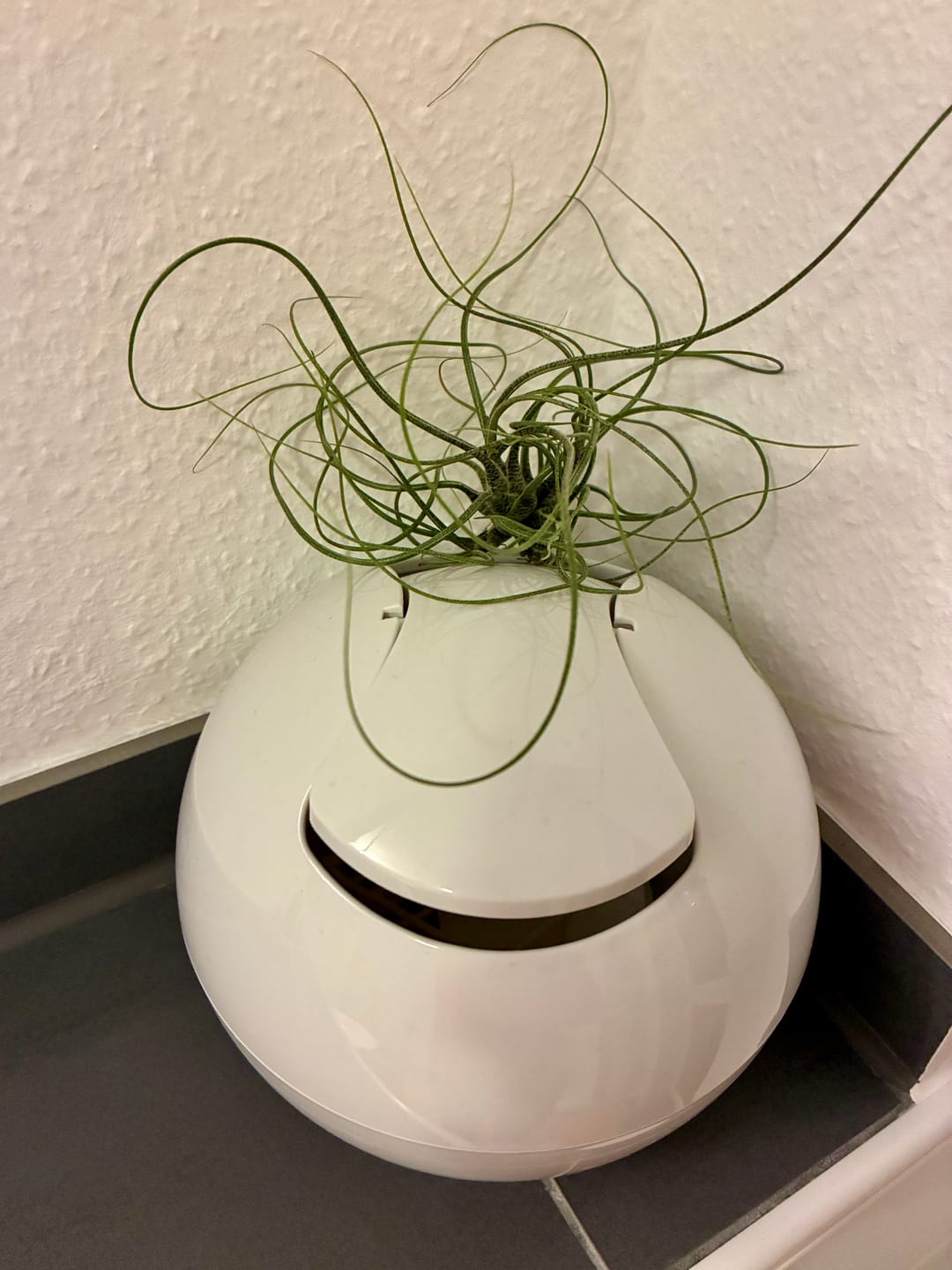 Customer photo review of Tillandsia butzii