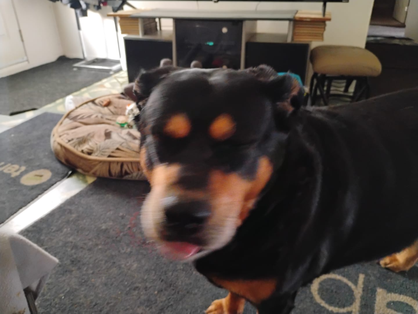 Customer photo review of TOXY (Reins, soucis urinaires, détoxication) pour chiens et chats