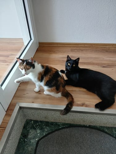 Customer photo review of Naturreines Katzenstreu