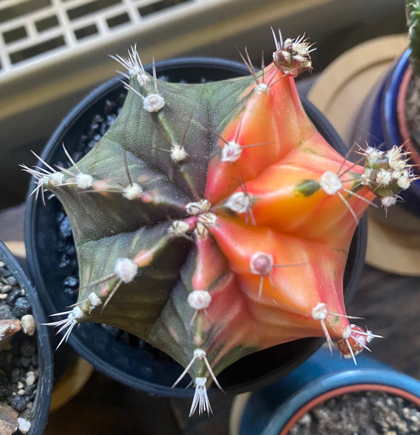 Customer photo review of Gymnocalycium Mihanovichii Variegata (Kaktus)