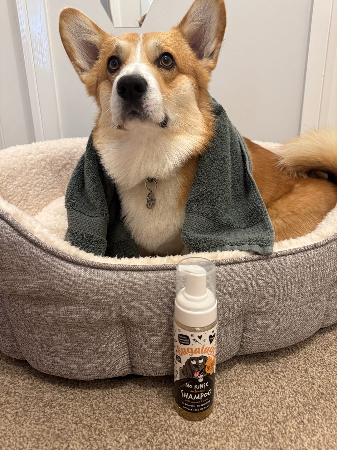 Customer photo review of No Rinse Oatmeal Dog Shampoo with Coconut & Lime