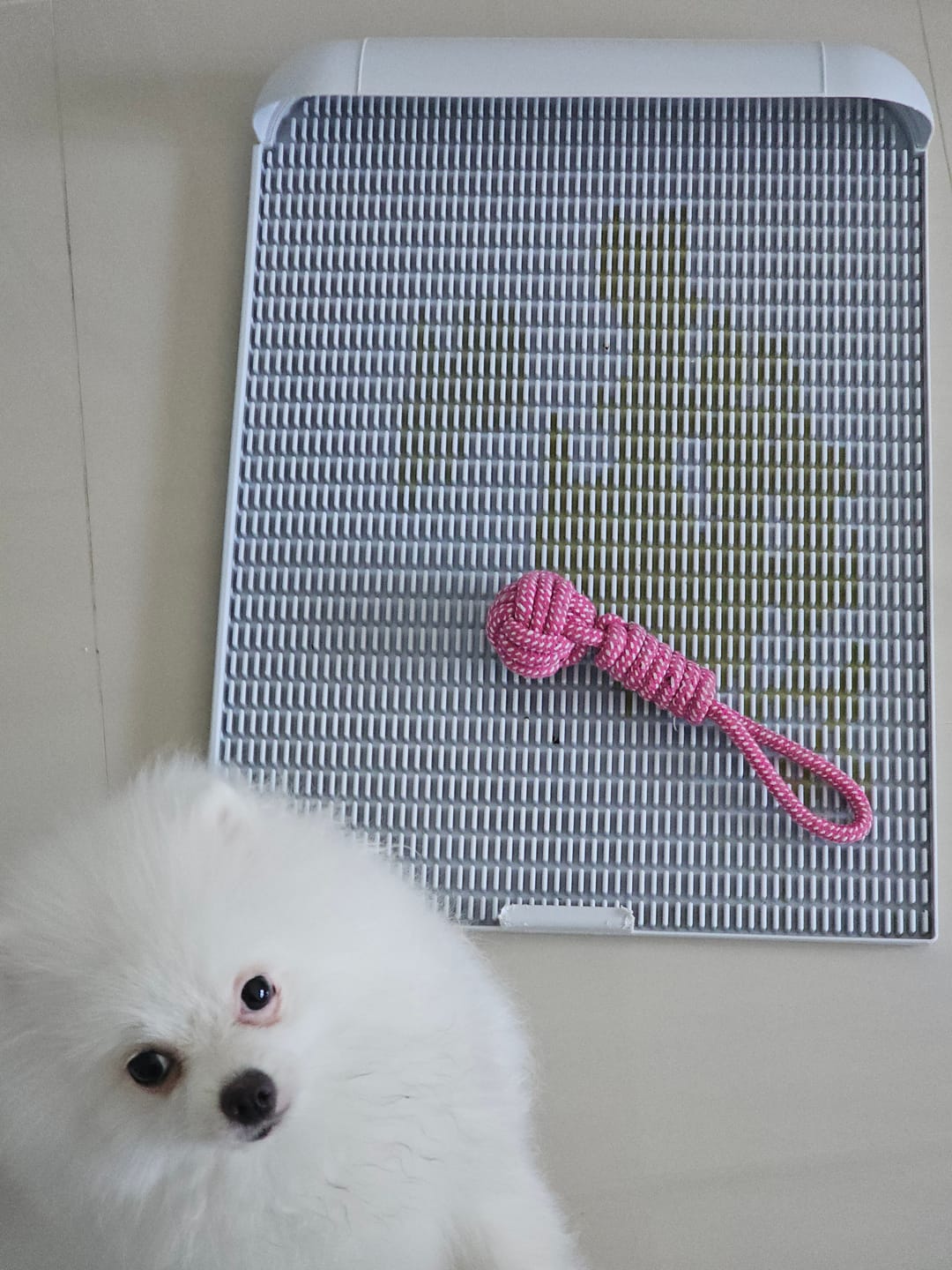 Customer photo review of Extended Protrusion Potty Pad (Size L)