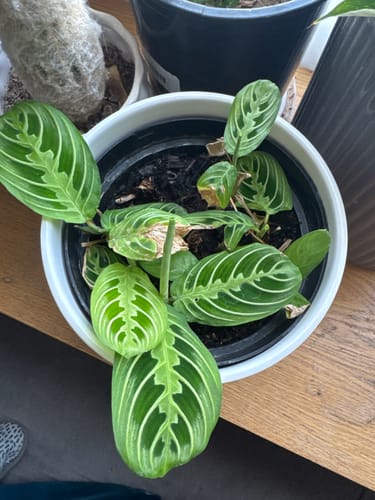 Customer photo review of Houseplant Pest Spray