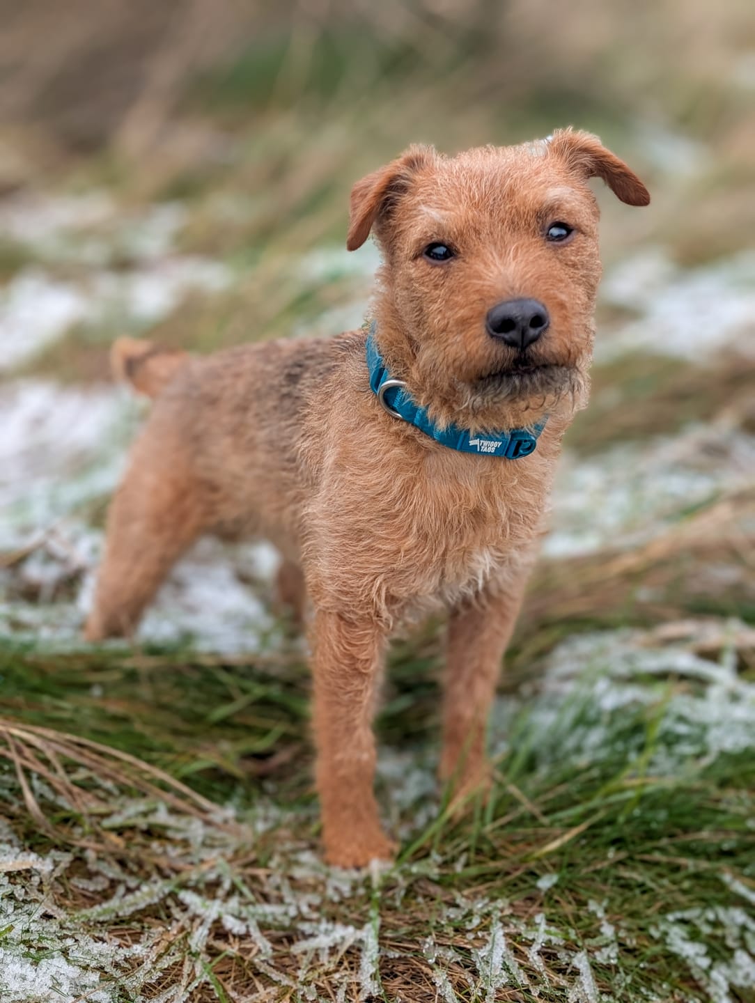 Customer photo review of Tidal Waterproof Collar