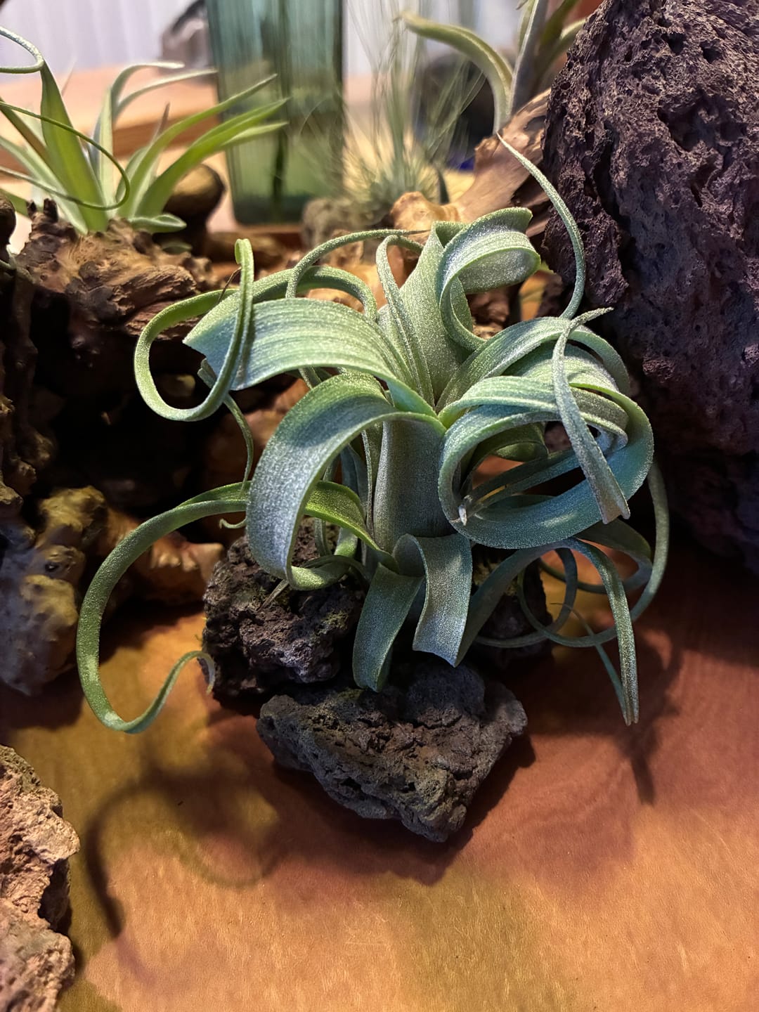 Customer photo review of Tillandsia "Curly Slim" - intermedia x streptohphylla