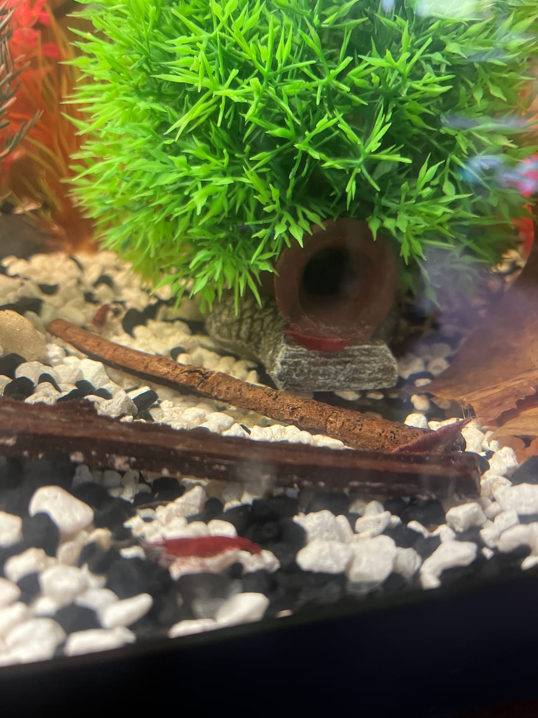 Customer photo review of Chocolate Shrimp