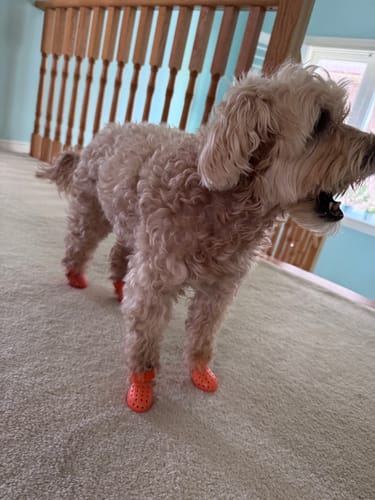 Customer photo review of WagWellies® Neon Orange Mojave