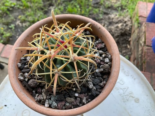 Customer photo review of Ferocactus Latispinus | Devil’s Tongue Cactus