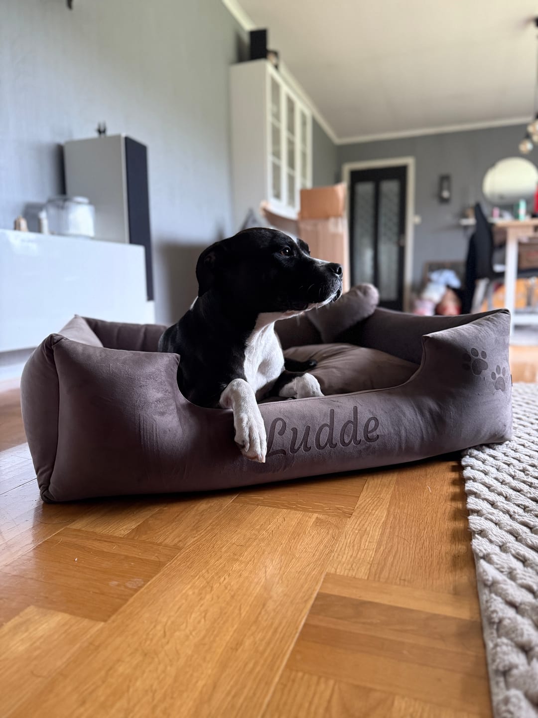 Customer photo review of Velvet Kaffebrun - Hundbädd med namn