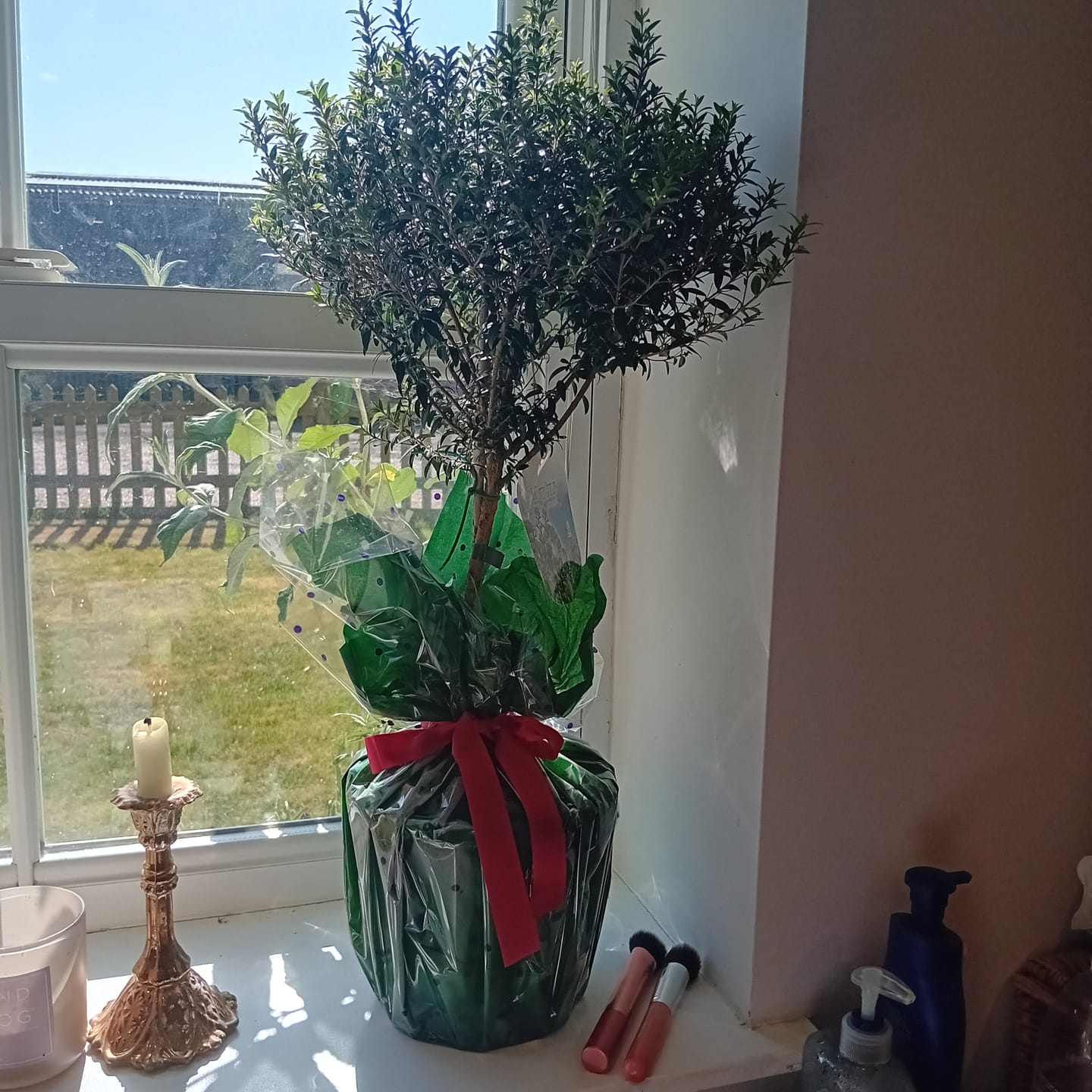 Customer photo review of Large Mini Myrtle 50-70cm 3L
