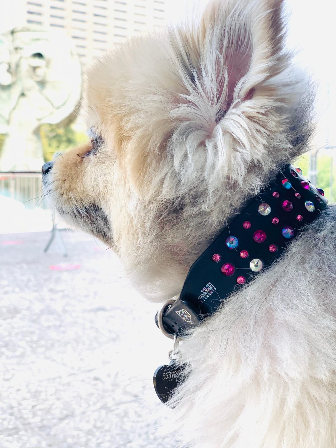 Customer photo review of Collar Hot Topic