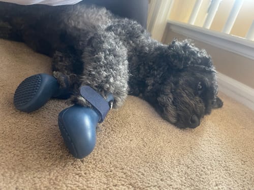 Customer photo review of WagWellies® by wagwear