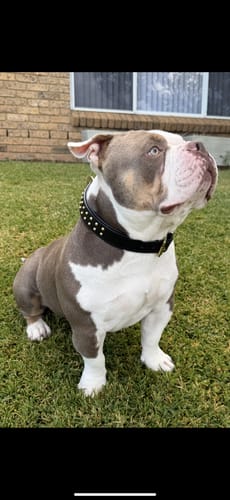 Customer photo review of Hand Made Leather Dog Collar- RuffNeck Black & Brass (Regular Fit)