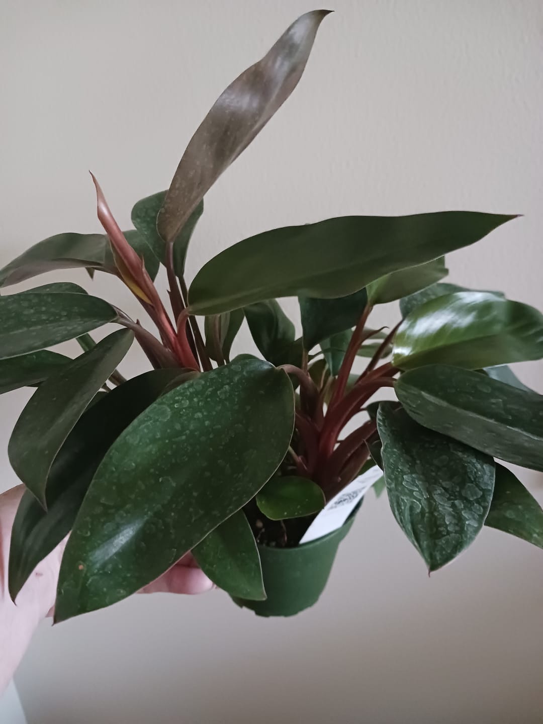 Customer photo review of Philodendron 'Red Congo Mini'