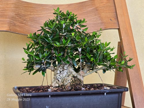 Customer photo review of TOTAL FORCE CB® (AFIDI, COCCINIGLIA, RAGNETTO ROSSO, MAL BIANCO)