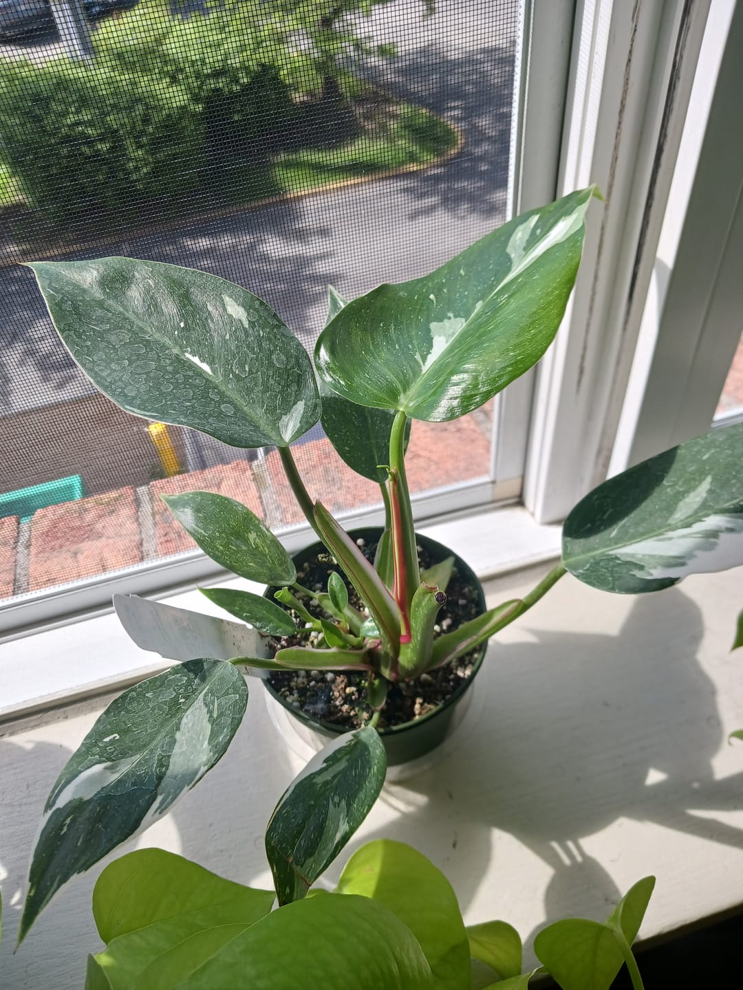 Customer photo review of Philodendron 'White Princess'