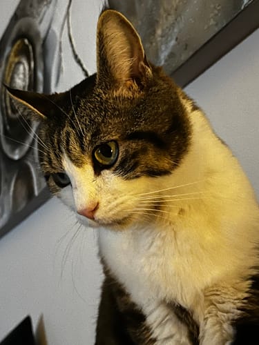 Customer photo review of Naturreines Katzenstreu