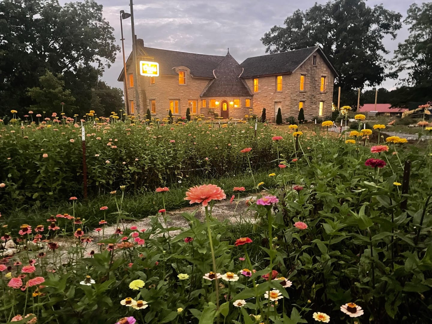 Customer photo review of Zinnia, Benary's Giant Mix