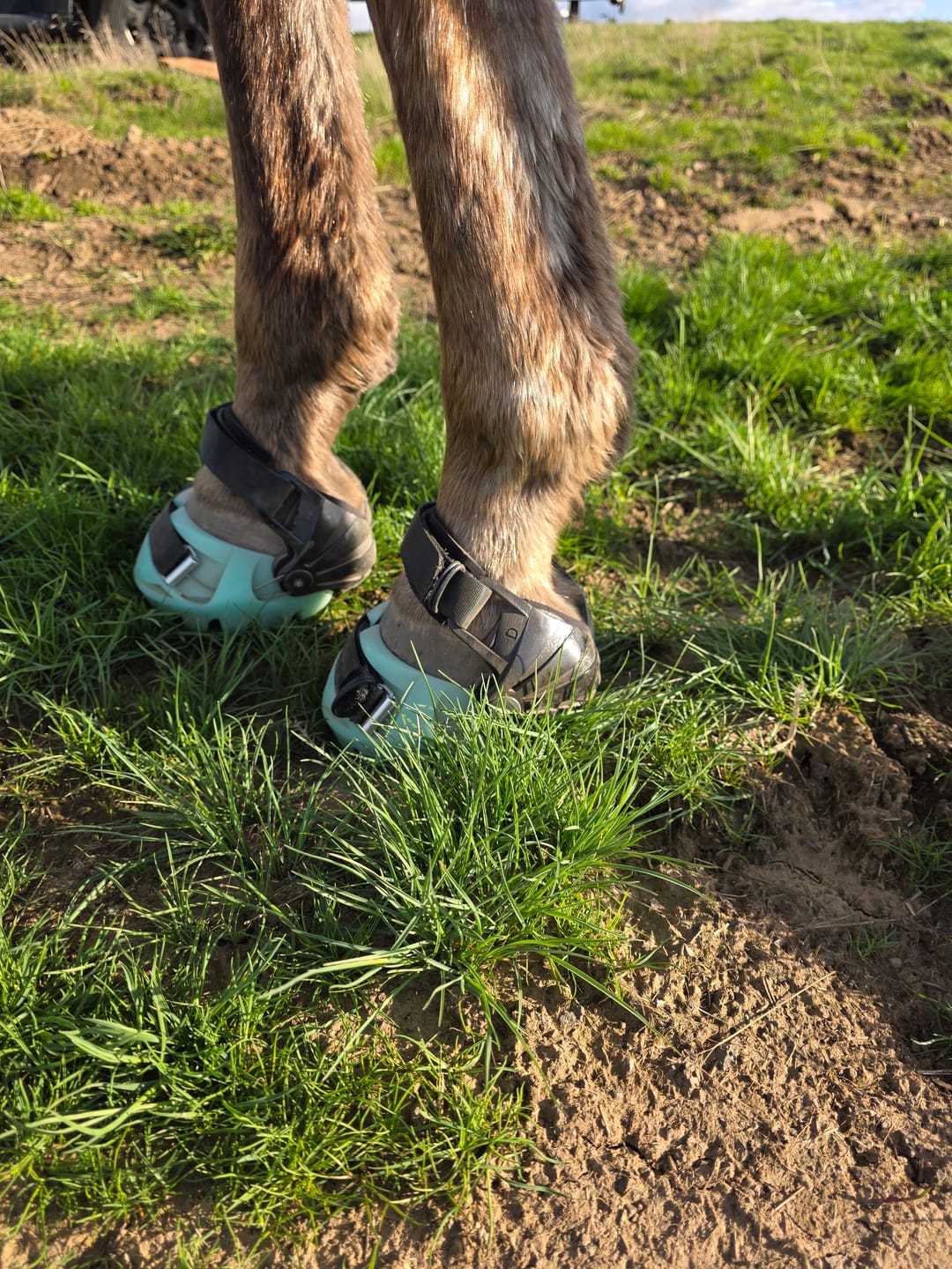 Customer photo review of Renegade® Viper Glow™ Hoof Boots - Caribbean Dream
