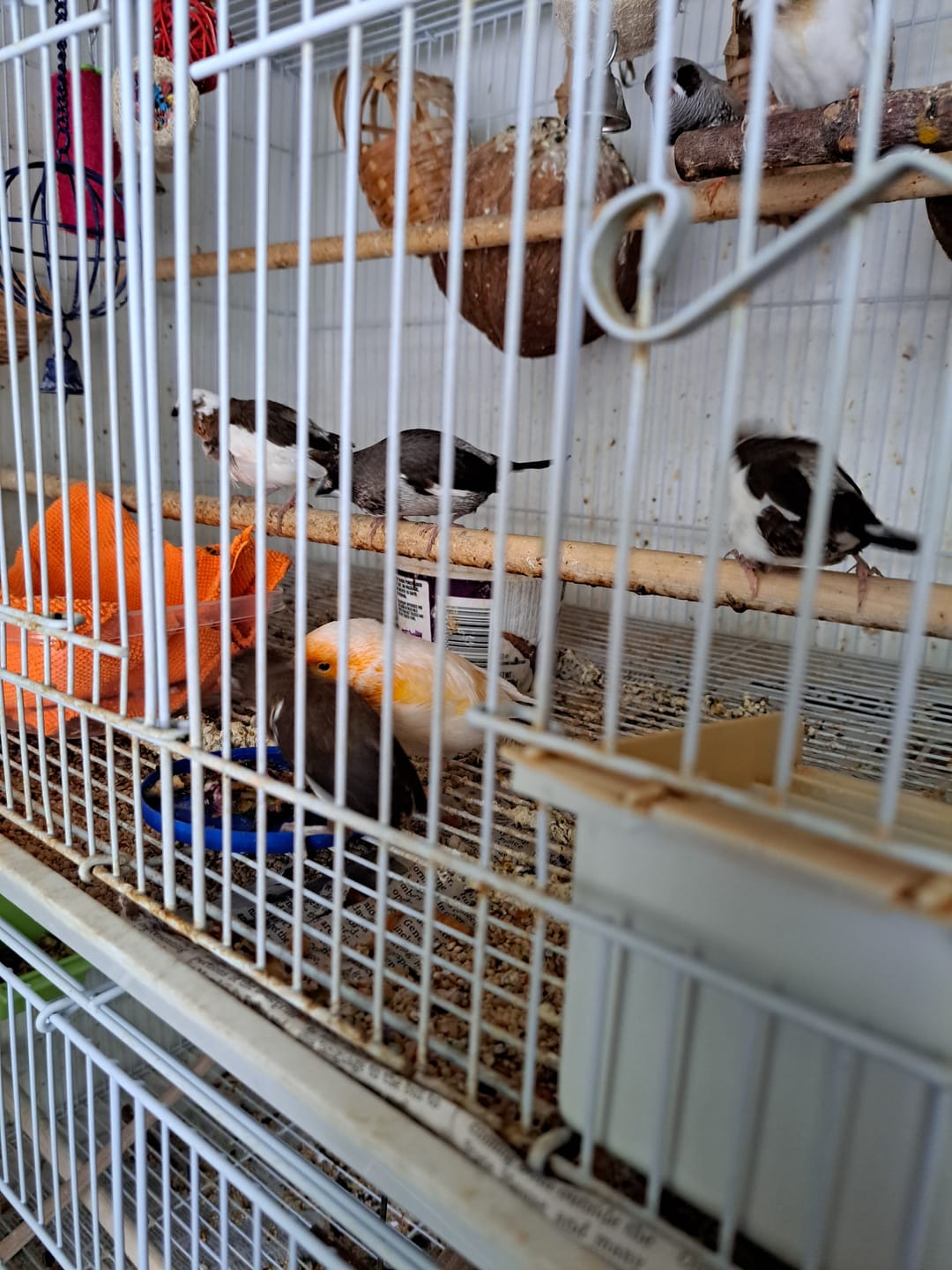 Customer photo review of Bird Bites Freeze Dried Chop - Daily Fruits & Veggies, 4 Flavors to Choose From