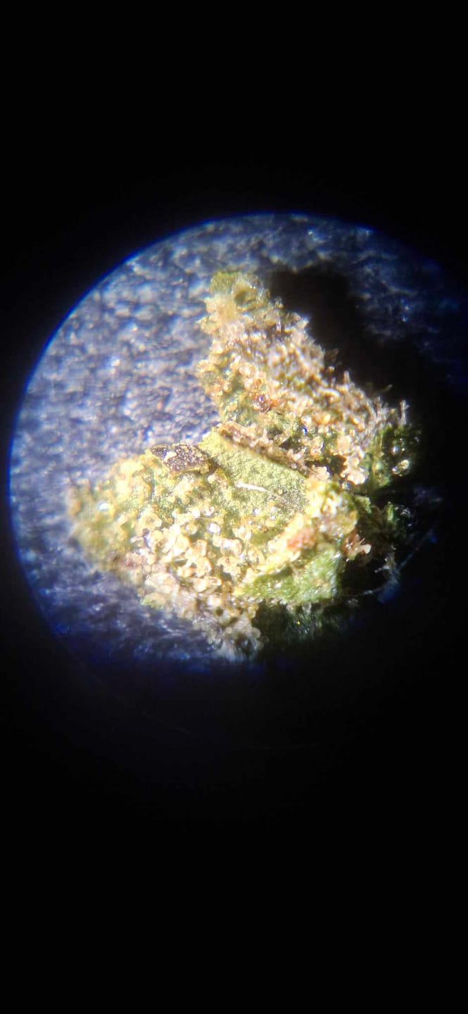 Customer photo review of Sour Diesel - THCa Flower