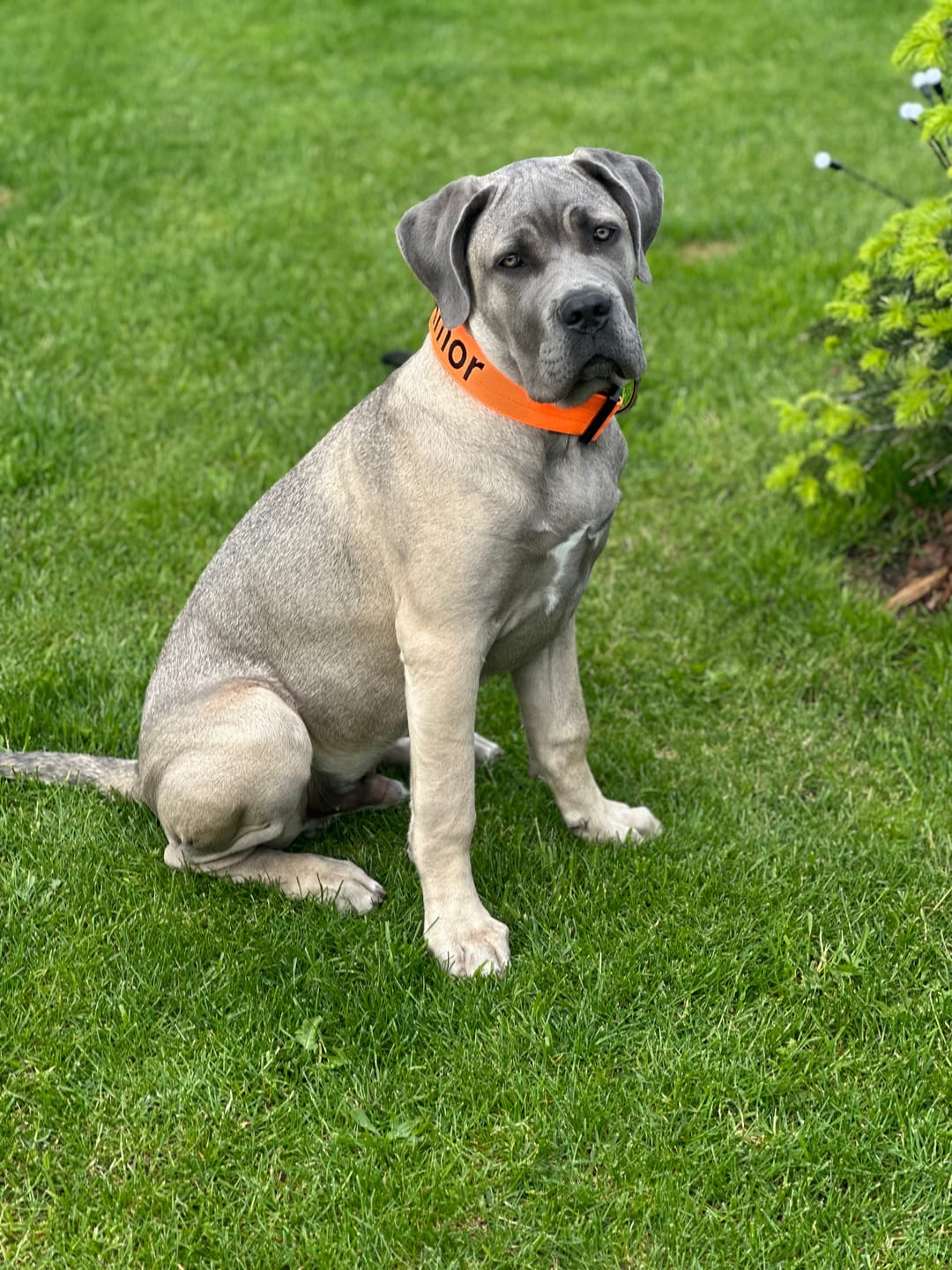 Customer photo review of 5cm Combat® Collar | With Handle & Secure Clip - Orange