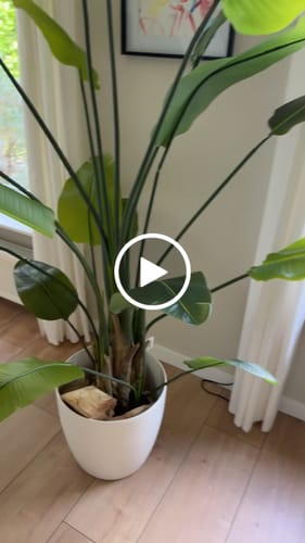Customer video review of Strelitzia Kunstplant 210cm