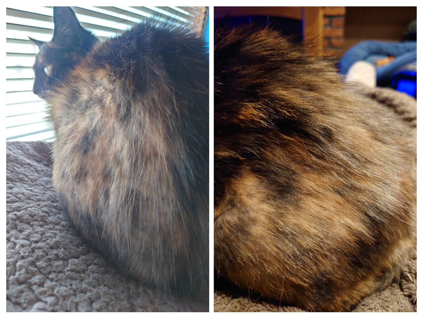 Customer photo review of Cat Duo Pack