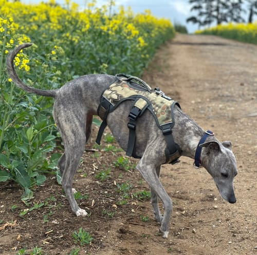 Customer photo review of Sighthound Escape Proof Harness