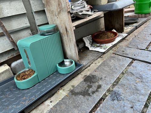 Customer photo review of BSF Larven - getrocknete Soldatenfliegenlarven