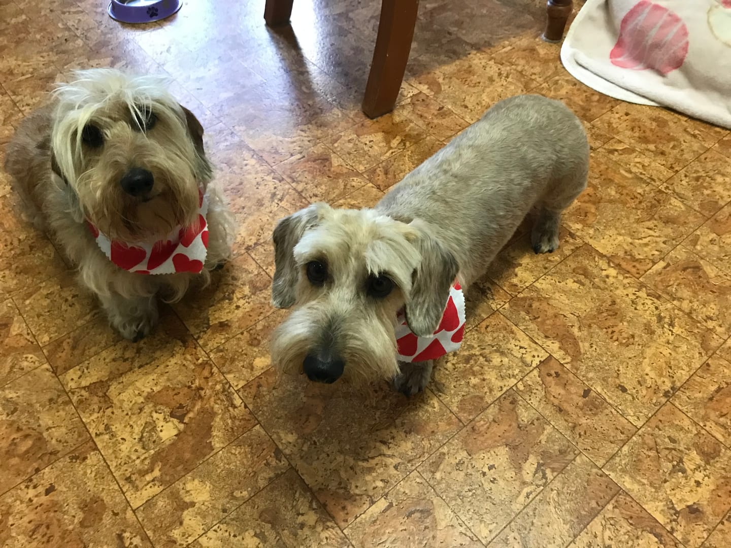 Customer photo review of Dog Meal Topper - Turmeric with Probiotics (Vegan)