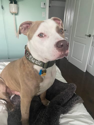 Customer photo review of 1.5" Tacti Slim Dog Collar - Olive