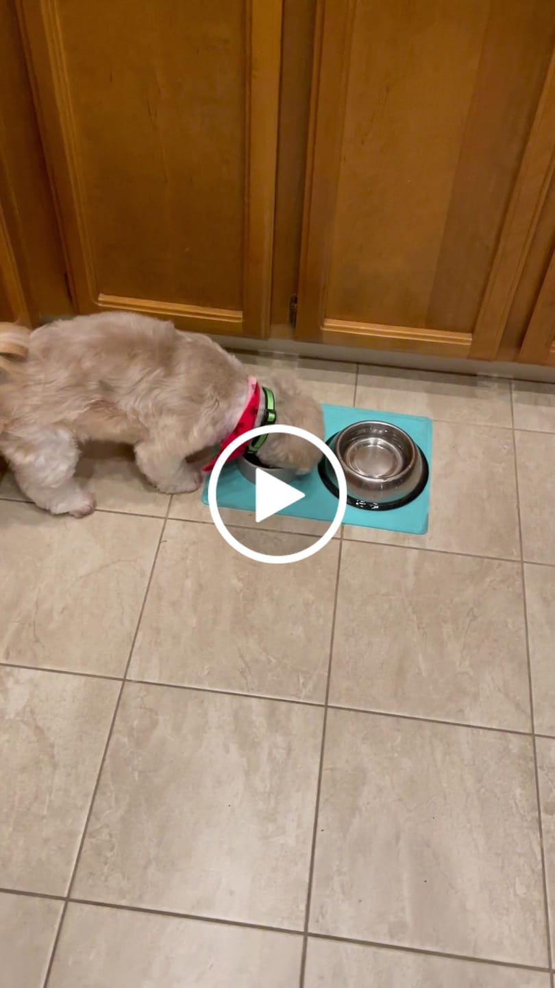 Customer video review of Lamb Dog Food 1.5lb Frozen Rolls - Case of 8 Rolls