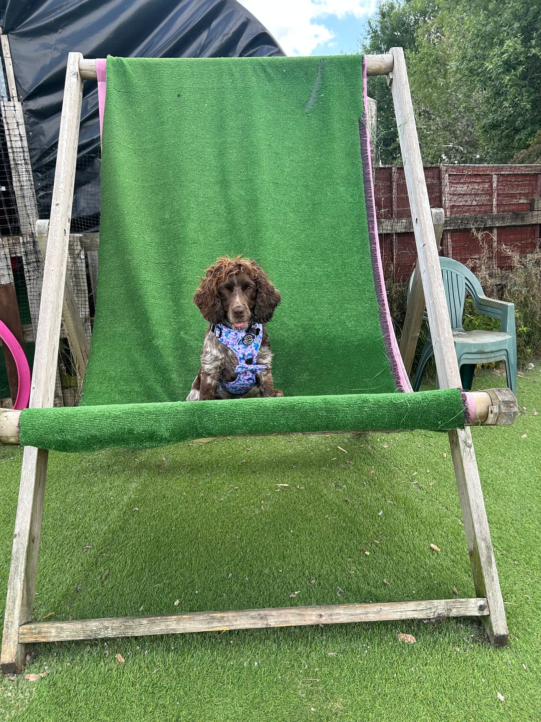 Customer photo review of Collar - Tiny Diny