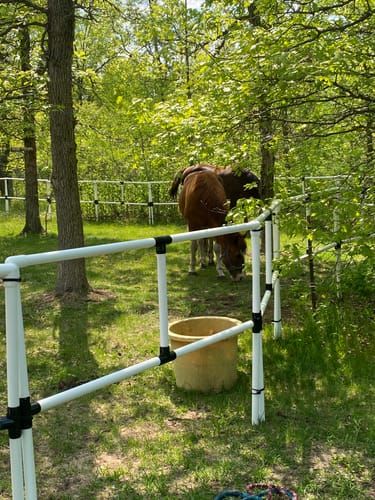 Customer photo review of DIY Honey-Do Box Set: Standard 40' Round Pen (20 Panels; 2 Rails)