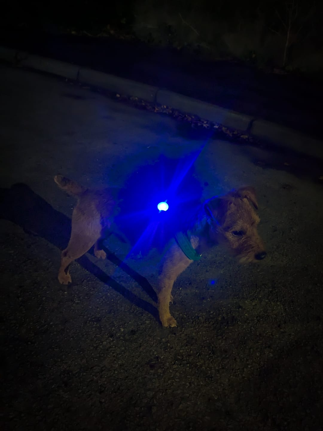 Customer photo review of TrekBright® Dog Safety Light