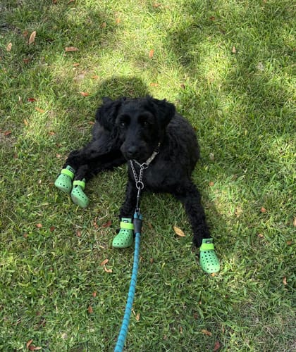 Customer photo review of WagWellies® Neon Green Mojave