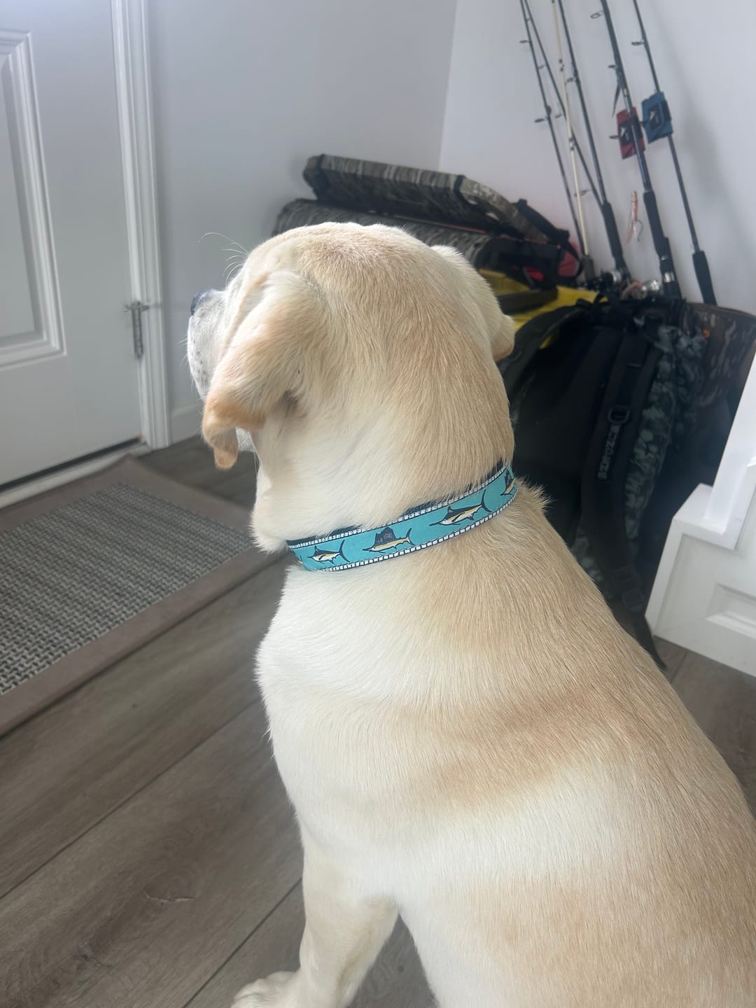 Customer photo review of Collar | Marlin