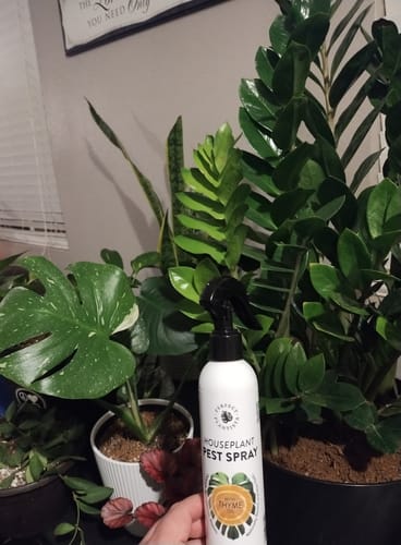 Customer photo review of Houseplant Pest Spray