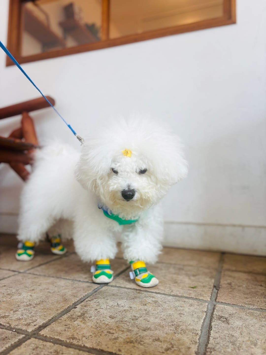 Customer photo review of Hot Pavement Pawtector Dog Shoes - Green Yellow