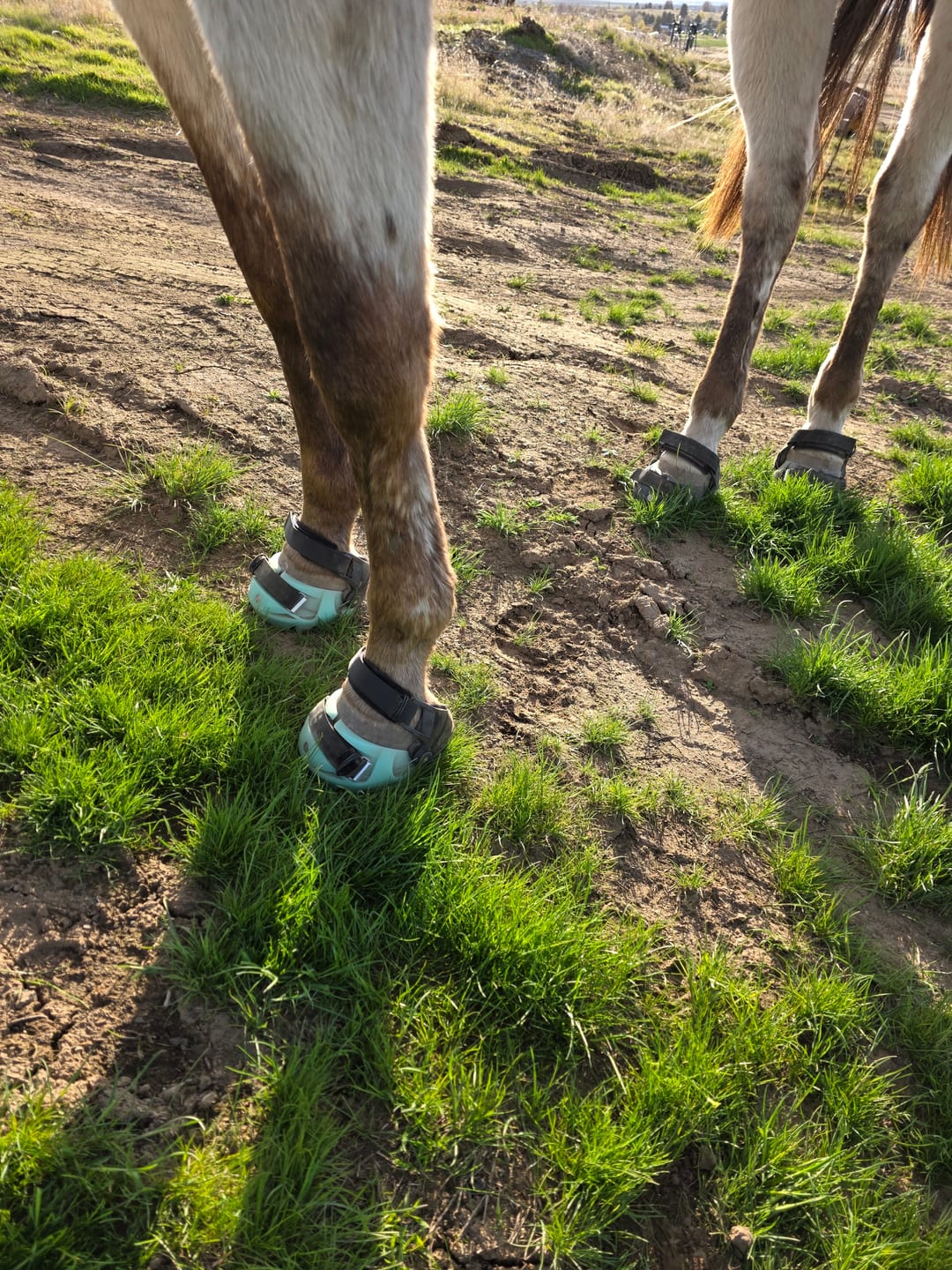 Customer photo review of Renegade® Viper Shield™ Hoof Boot Seconds - Black Knight