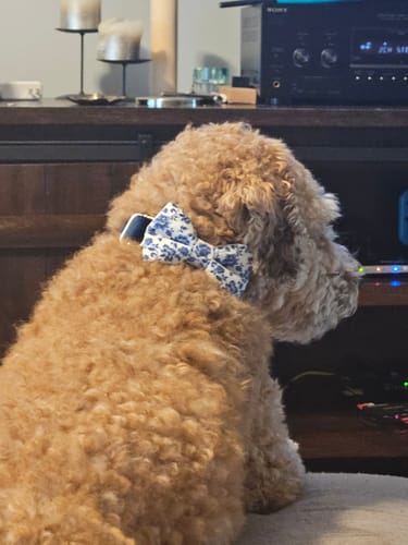 Customer photo review of French Blue Floral Bow Tie Dog Collar