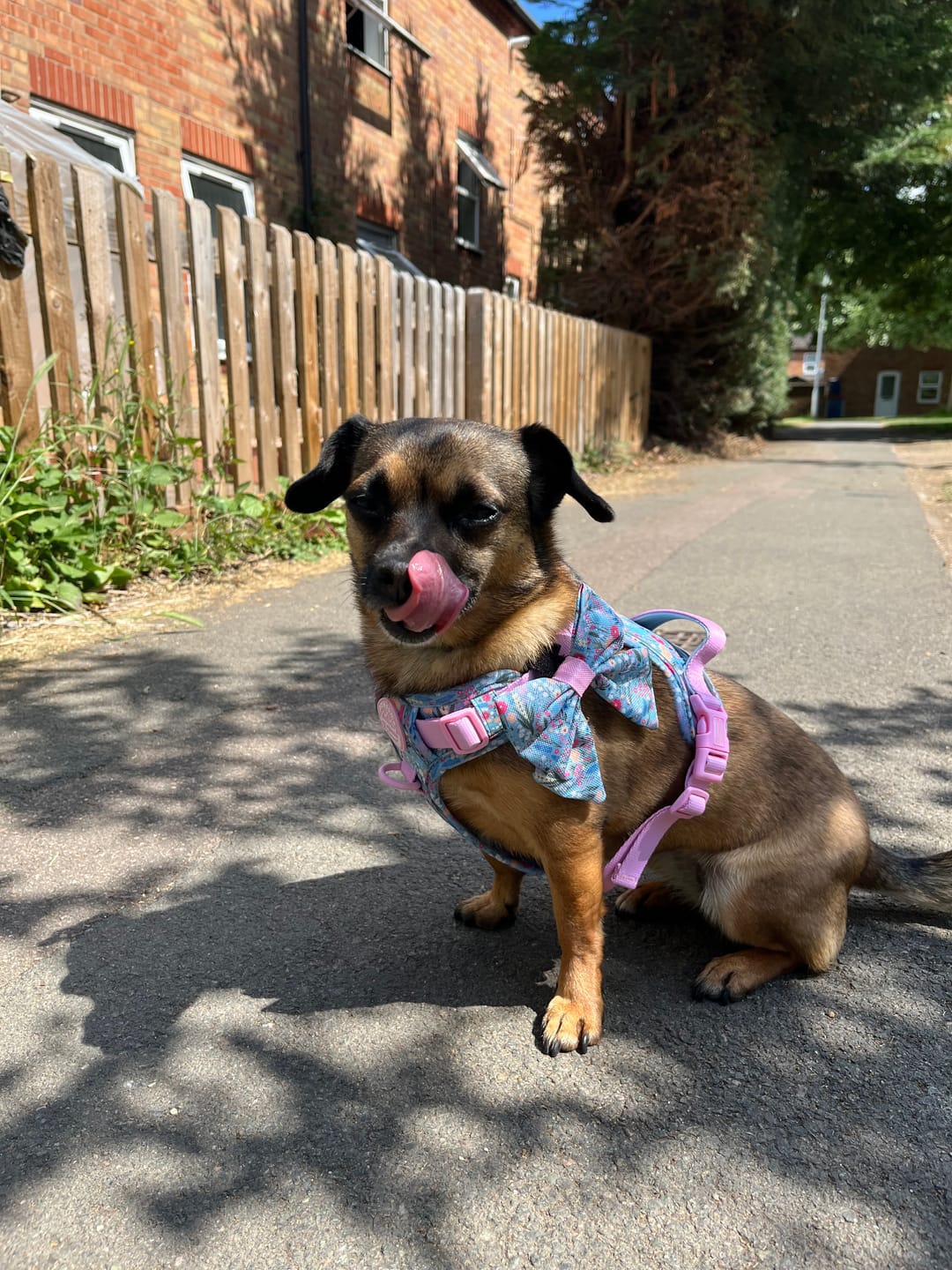 Customer photo review of Tough Trails™ Harness -  Whimsical Wildflowers