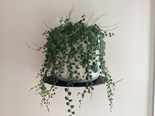 Customer photo review of FOLD Round Shelf 200