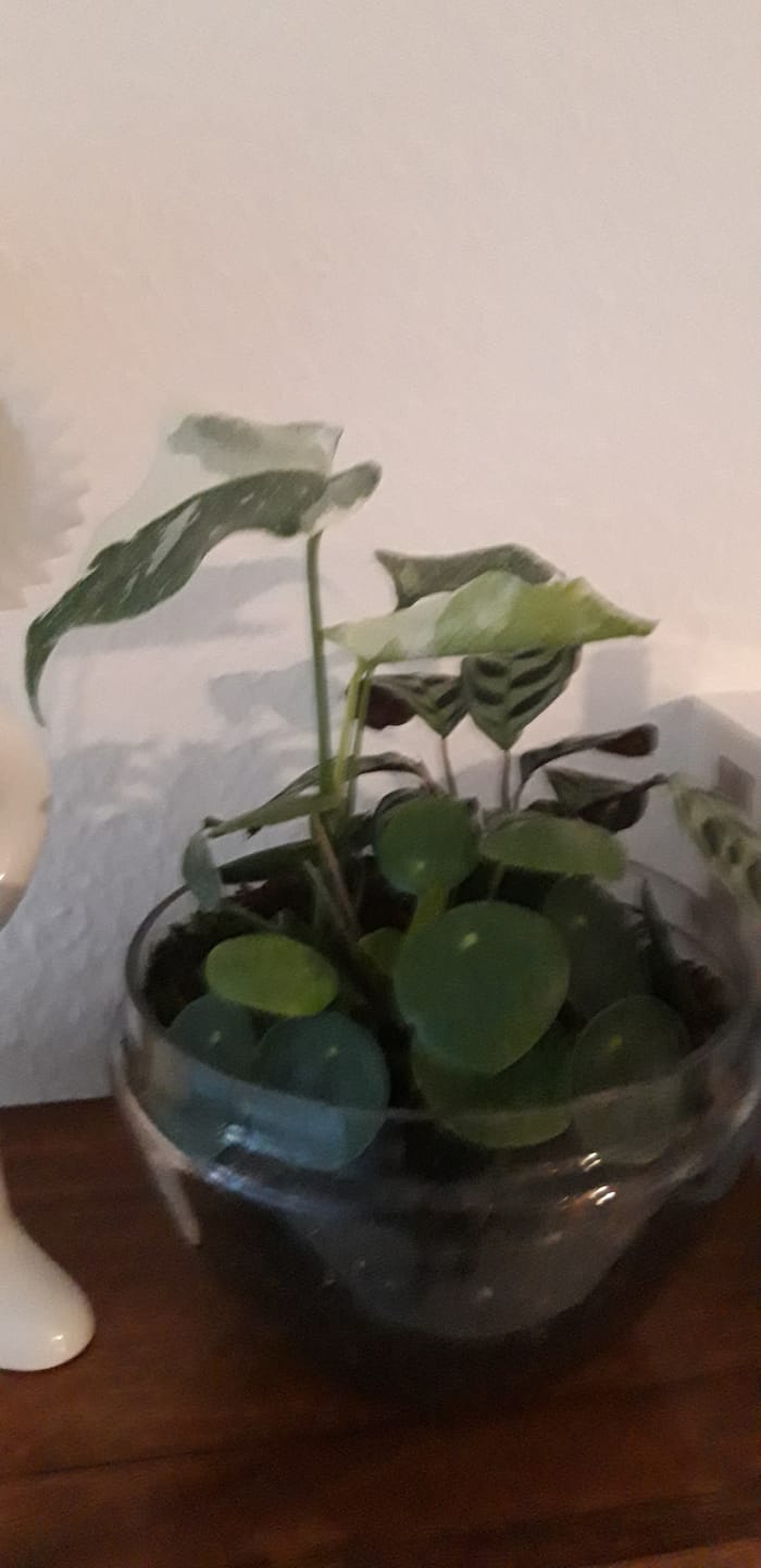 Customer photo review of MONSTERA THAI CONSTELLATION