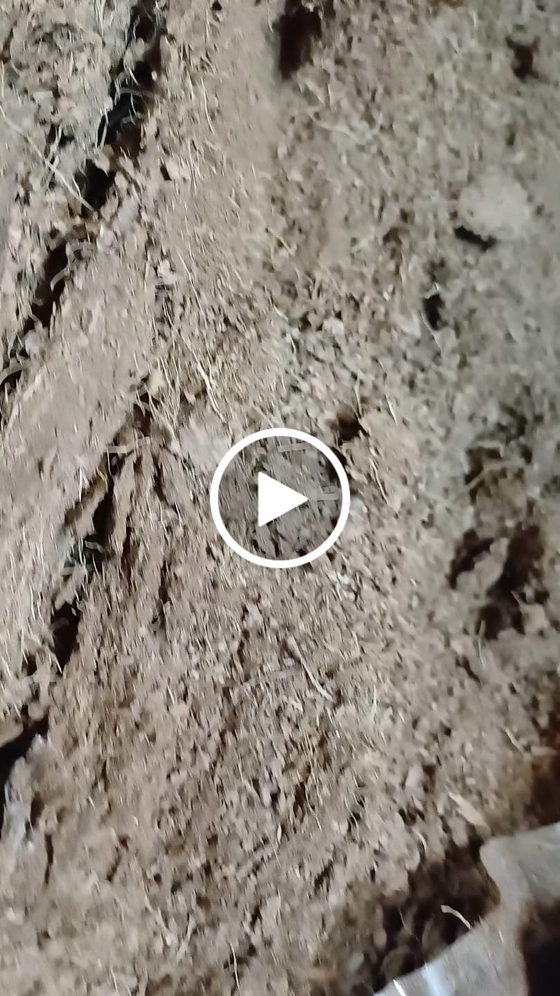 Customer video review of Fibra de coco bloque 5 kilos