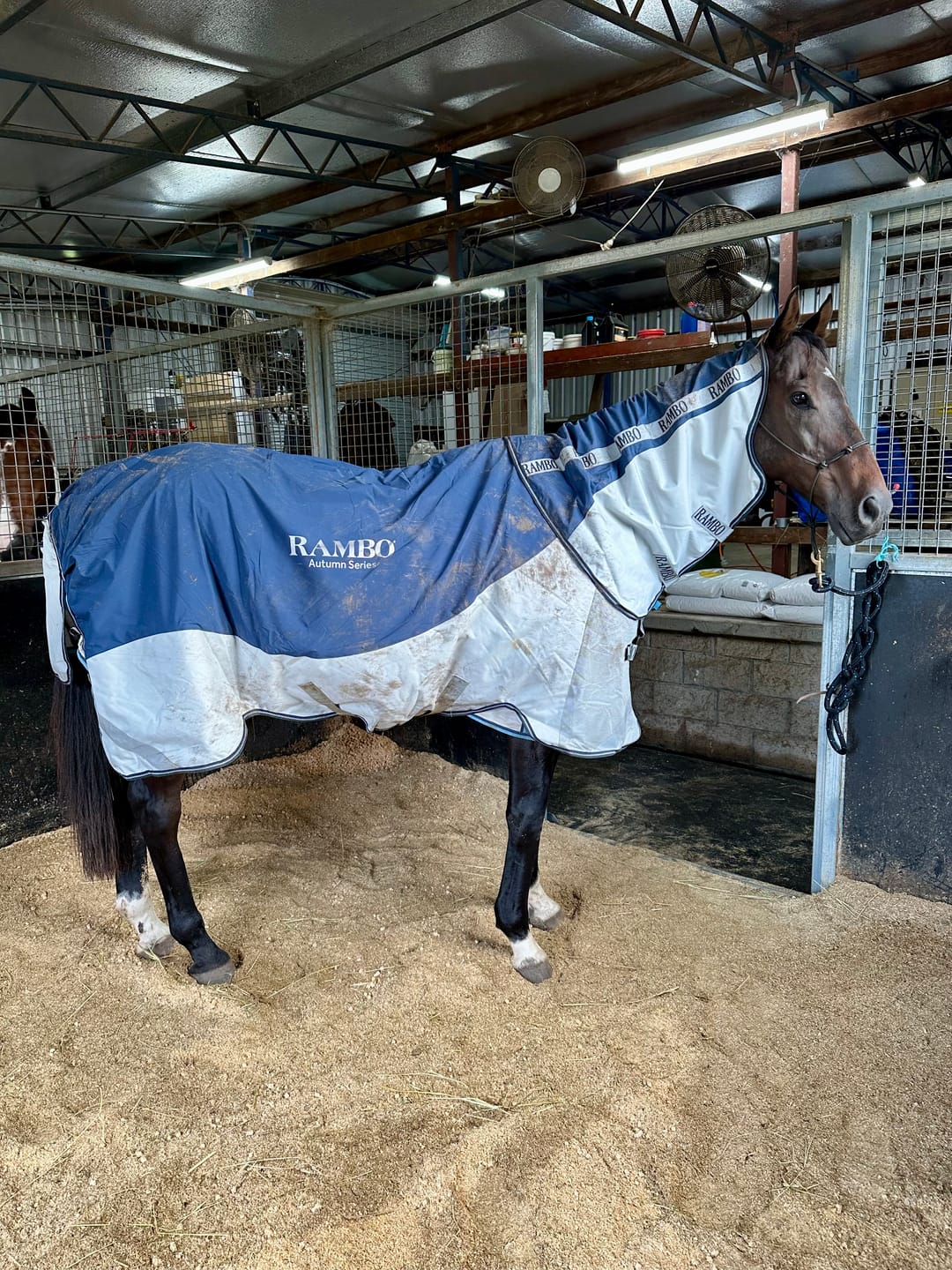 Customer photo review of Rambo Autumn Series Turnout